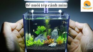 Bể nuôi tép cảnh mini