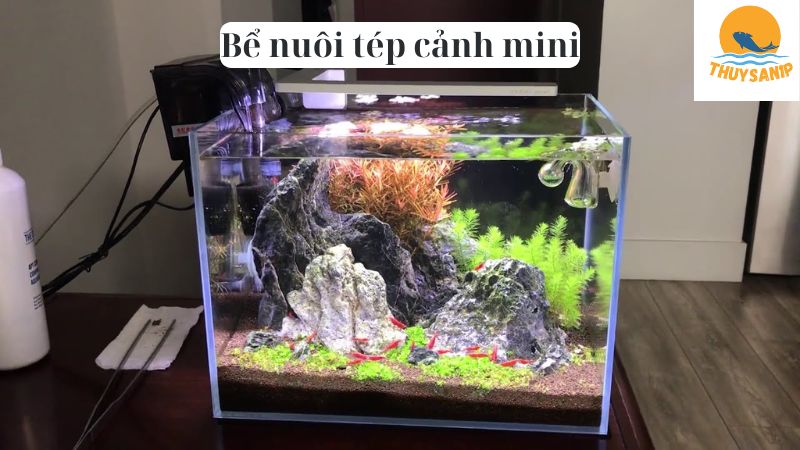 Bể nuôi tép cảnh mini