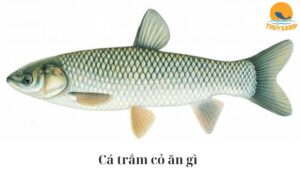 Cá trắm cỏ ăn gì