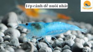 Tép cảnh dễ nuôi nhất