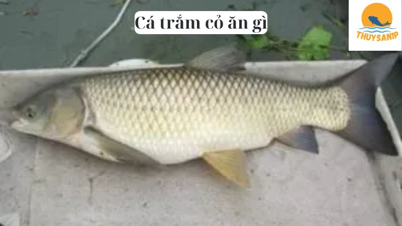 Cá trắm cỏ ăn gì