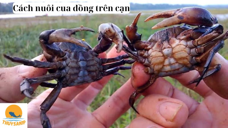 Cách nuôi cua đồng trên cạn