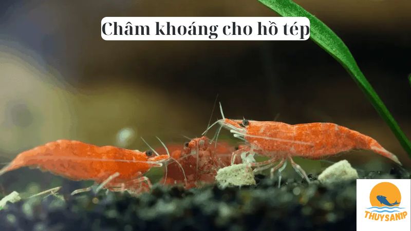 Châm khoáng cho hồ tép