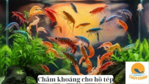 Châm khoáng cho hồ tép