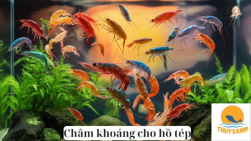 Châm khoáng cho hồ tép