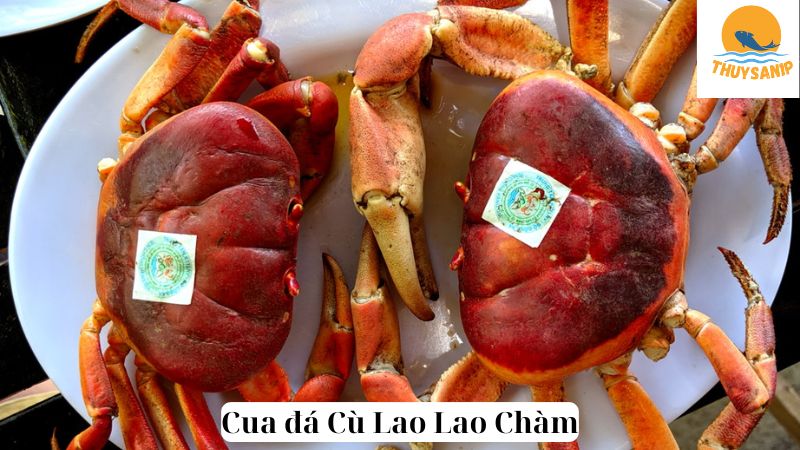 Cua đá Cù Lao Lao Chàm