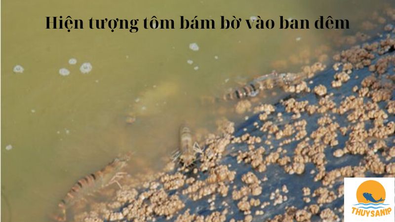 Hiện tượng tôm bám bờ vào ban đêm