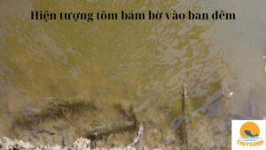 Hiện tượng tôm bám bờ vào ban đêm