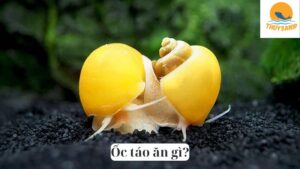 Ốc táo ăn gì?