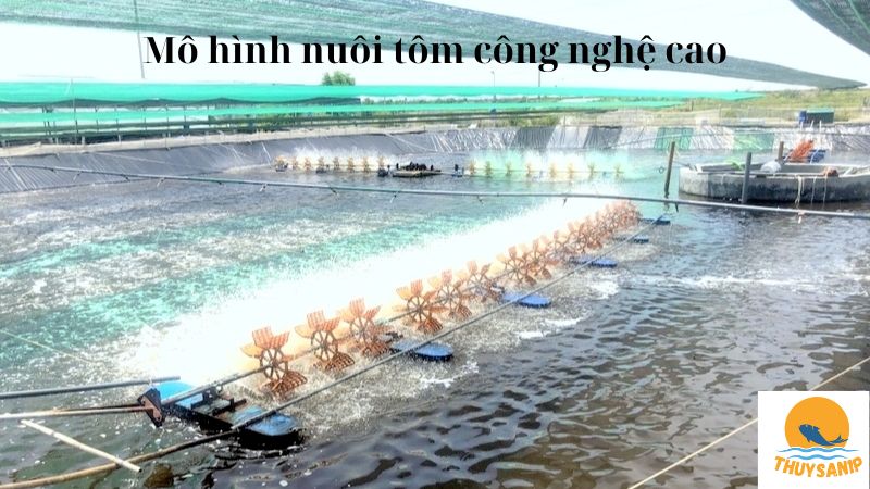 Mô hình nuôi tôm công nghệ cao