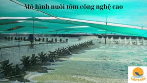 Mô hình nuôi tôm công nghệ cao