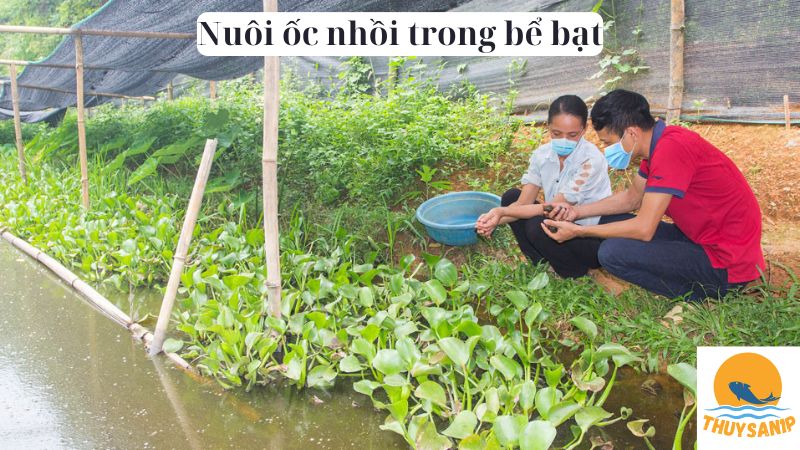 Nuôi ốc nhồi trong bể bạt 