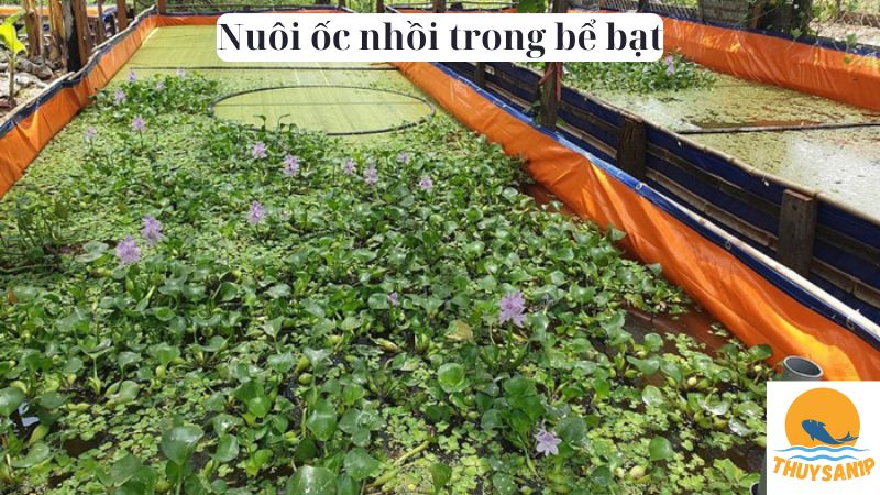 Nuôi ốc nhồi trong bể bạt