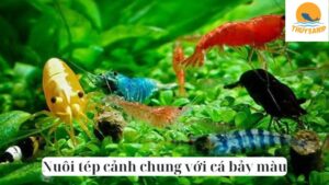 Nuôi tép cảnh chung với cá bảy màu