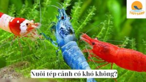 Nuôi tép cảnh có khó không?