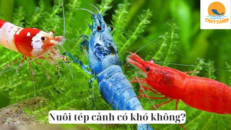 Nuôi tép cảnh có khó không?