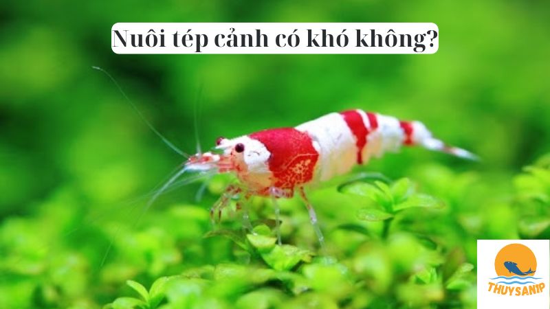 Nuôi tép cảnh có khó không?