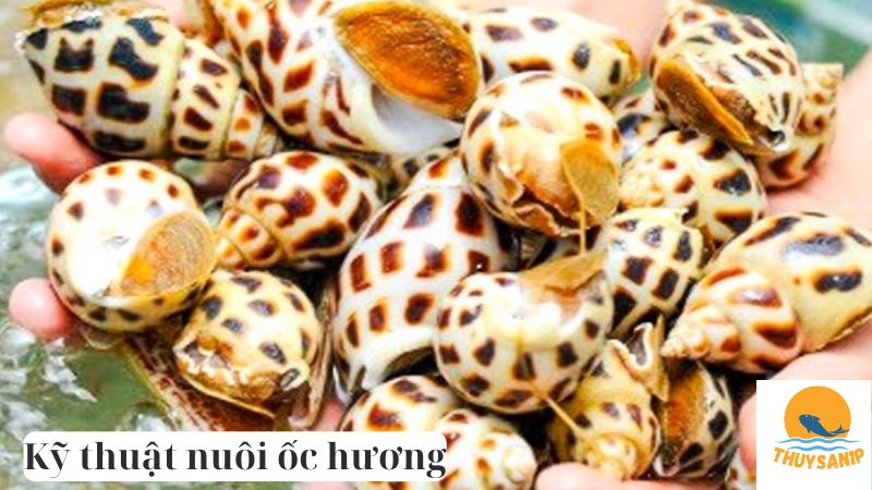 Kỹ thuật nuôi ốc hương