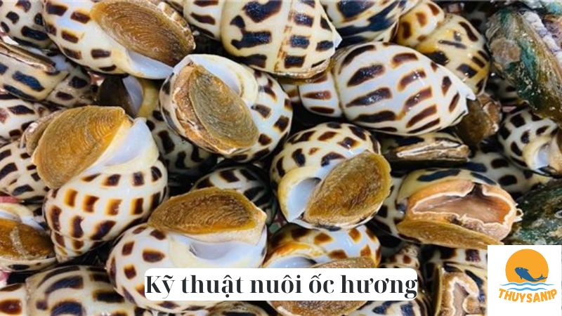 Kỹ thuật nuôi ốc hương