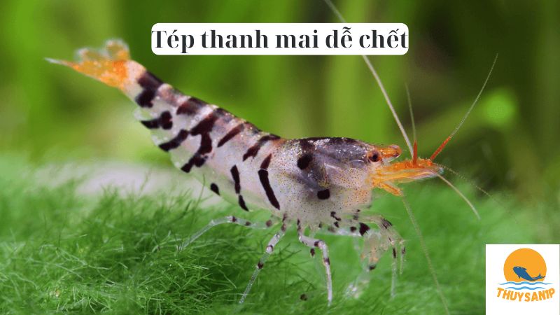 Tép thanh mai dễ chết