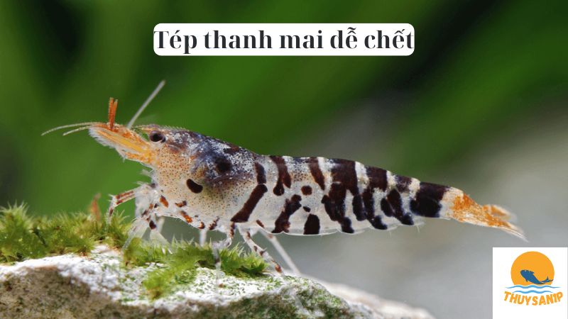 Tép thanh mai dễ chết