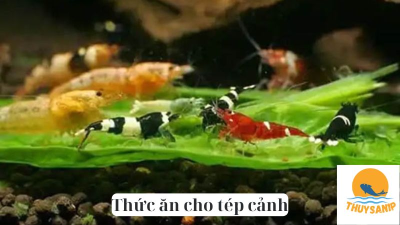 Thức ăn cho tép cảnh