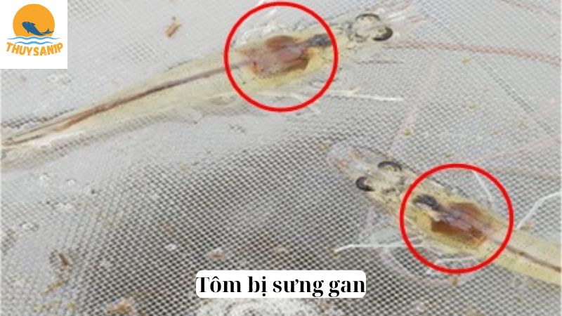 Tôm bị sưng gan