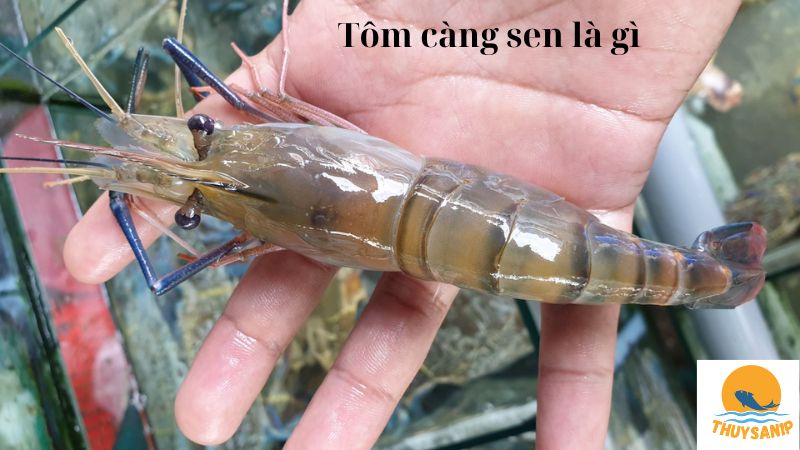 Tôm càng sen là gì