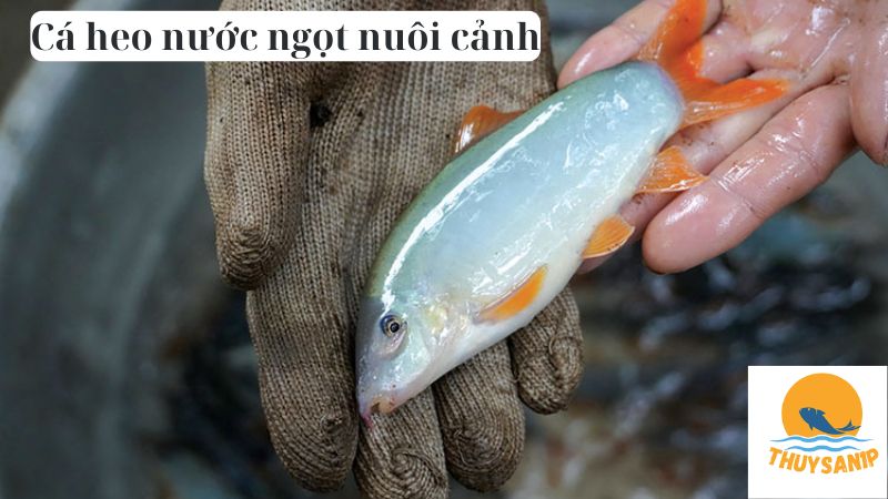 cá heo nước ngọt nuôi cảnh