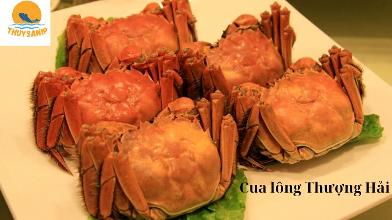 cua lông thượng hải